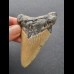 7,8  cm großer Zahn des Megalodon mit rötlicher Färbung