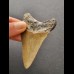 7,8  cm großer Zahn des Megalodon mit rötlicher Färbung