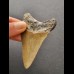7,8 cm large tooth of the Megalodon with reddish coloration