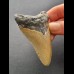 7,8  cm großer Zahn des Megalodon mit rötlicher Färbung