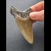7,8  cm großer Zahn des Megalodon mit rötlicher Färbung