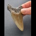 7,8 cm large tooth of the Megalodon with reddish coloration