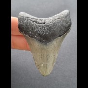 7,1 cm grauer dunkler Zahn des Megalodon