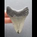 7,1 cm grauer dunkler Zahn des Megalodon