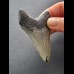 7,1 cm grauer dunkler Zahn des Megalodon