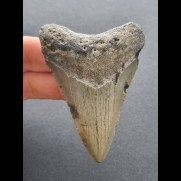 7,5 cm dolchförmiger Zahn des Megalodon