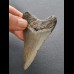 7,5 cm dolchförmiger Zahn des Megalodon