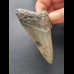 7,5 cm dolchförmiger Zahn des Megalodon