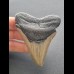 8,6 cm großer Zahn des Megalodon mit flacher Wurzel