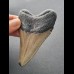 8,6 cm großer Zahn des Megalodon mit flacher Wurzel