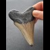 8,6 cm großer Zahn des Megalodon mit flacher Wurzel