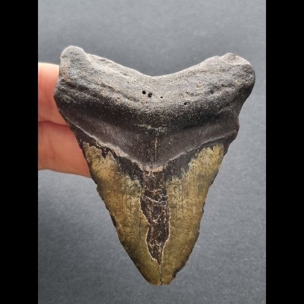 8,1 cm dunkler Zahn des Megalodon