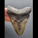 8,1 cm dunkler Zahn des Megalodon