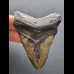 8,1 cm dark tooth of the Megalodon