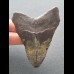 8,1 cm dunkler Zahn des Megalodon