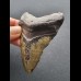 8,1 cm dunkler Zahn des Megalodon