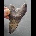 8,1 cm dark tooth of the Megalodon