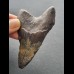 8,1 cm dunkler Zahn des Megalodon