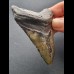 8,1 cm dunkler Zahn des Megalodon