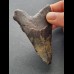 8,1 cm dunkler Zahn des Megalodon