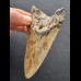 10.4 cm dagger-shaped tooth of the Megalodon