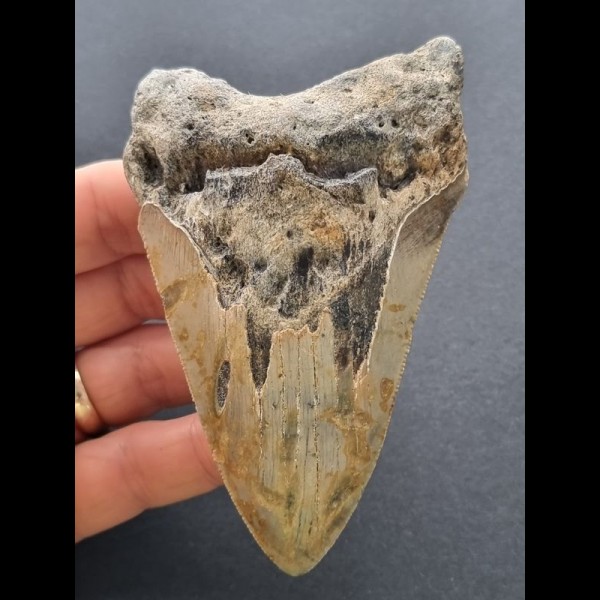 10,4 cm dolchförmiger Zahn des Megalodon