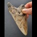 10,4 cm dolchförmiger Zahn des Megalodon