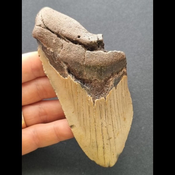 12,2 cm großes Zahnfragment des Megalodon