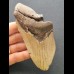 12,2 cm großes Zahnfragment des Megalodon