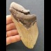12.2 cm large tooth fragment of Megalodon