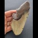 12,2 cm großes Zahnfragment des Megalodon