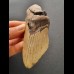 12.2 cm large tooth fragment of Megalodon