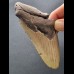 12,2 cm großes Zahnfragment des Megalodon