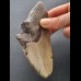 12,2 cm großes Zahnfragment des Megalodon