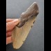12,2 cm großes Zahnfragment des Megalodon