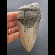 12.1 cm dagger-shaped tooth fragment of Megalodon