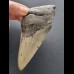 12,1 cm dolchförmiges Zahnfragment des Megalodon