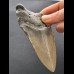12,1 cm dolchförmiges Zahnfragment des Megalodon