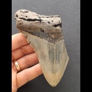 11.9 cm large tooth fragment of the Megalodon