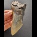 11,9 cm großes Zahnfragment des Megalodon