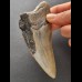 11,9 cm großes Zahnfragment des Megalodon