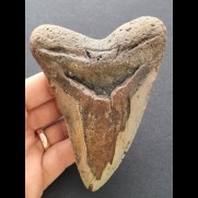 12,2 cm großer Zahn des Megalodon