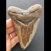 12.2 cm tooth of the Megalodon