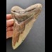 12.2 cm tooth of the Megalodon