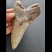 12.2 cm tooth of the Megalodon