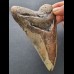 12.2 cm tooth of the Megalodon
