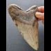 12.2 cm tooth of the Megalodon