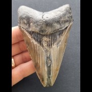 11.1 cm massive dagger-shaped tooth of the Megalodon