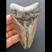 11,1 cm massiger dolchförmiger Zahn des Megalodon