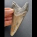 11,1 cm massiger dolchförmiger Zahn des Megalodon